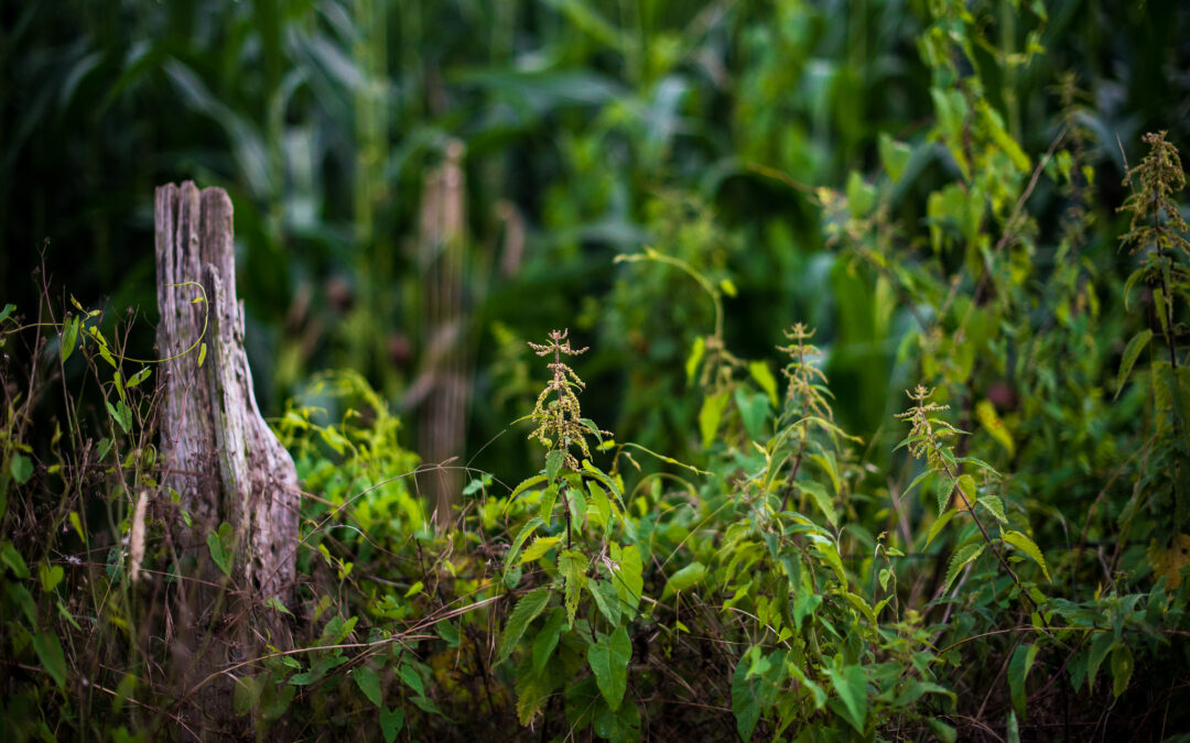 WATCH: Why nettles are so important